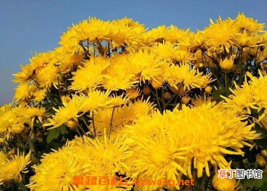 金丝皇菊对女性的好处 哪些人不能喝金丝皇菊
