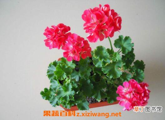 天竺葵怎么养 养殖天竺葵的注意事项