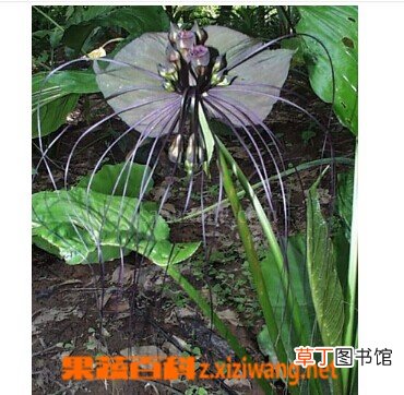 老虎须的功效与作用