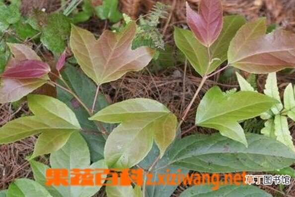半枫荷的功效和作用