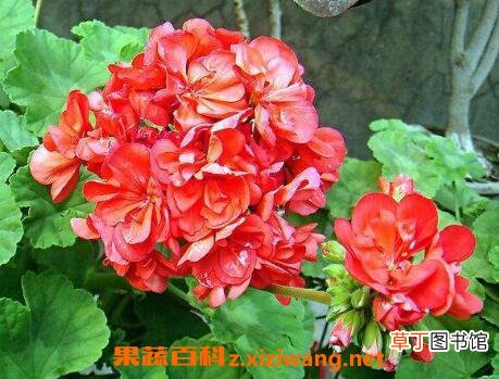天竺葵怎么养 天竺葵的养殖方法和注意事项