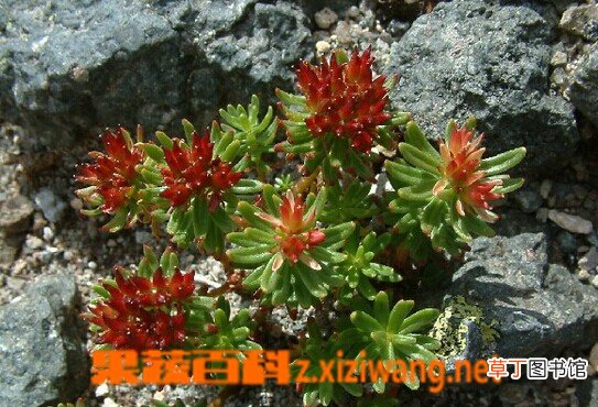 卵萼红景天的功效与作用
