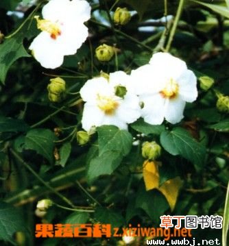 山芙蓉的功效与作用