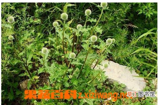 蓝刺头的功效与作用