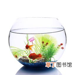 梦见自家鱼缸的鱼死了什么意思