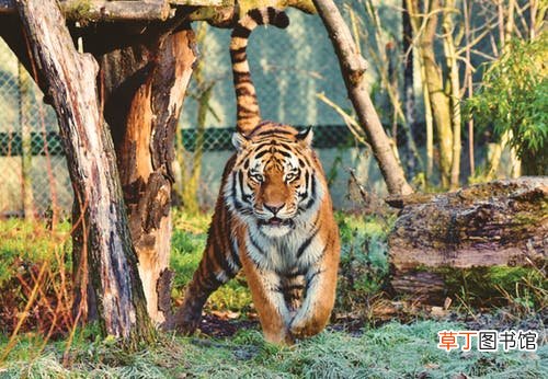 梦见老虎靠近自己不伤害什么意思