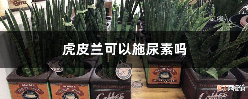 虎皮兰可以施尿素吗