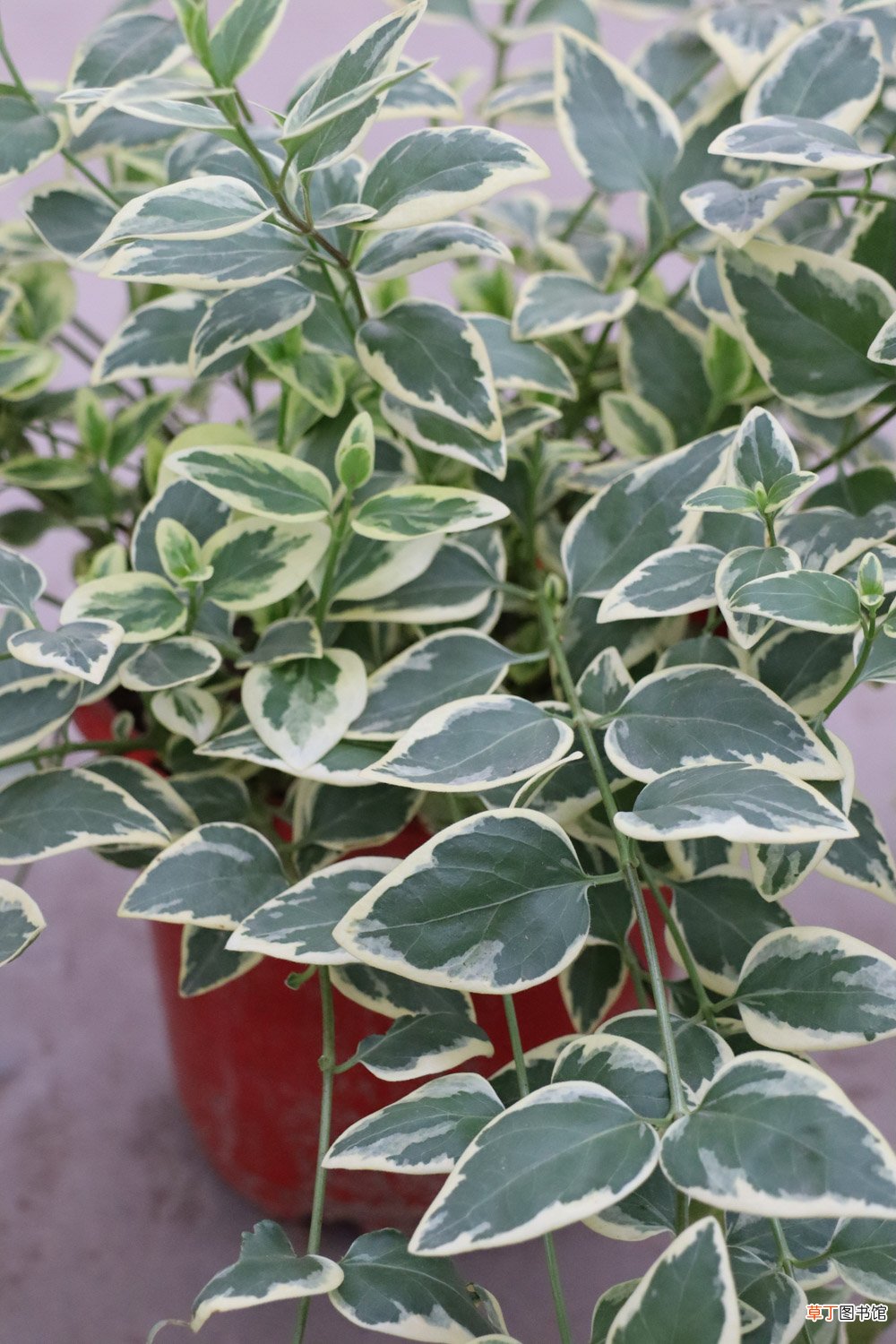 花叶蔓长春可以水培吗