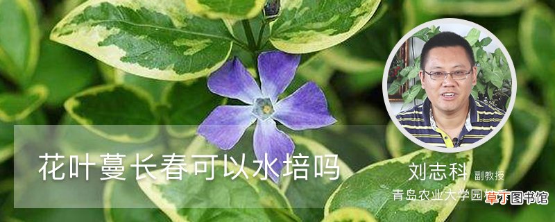 花叶蔓长春可以水培吗