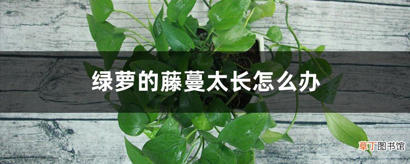 绿萝的藤蔓太长怎么办，怎么做攀爬架、缠绕造型好看？