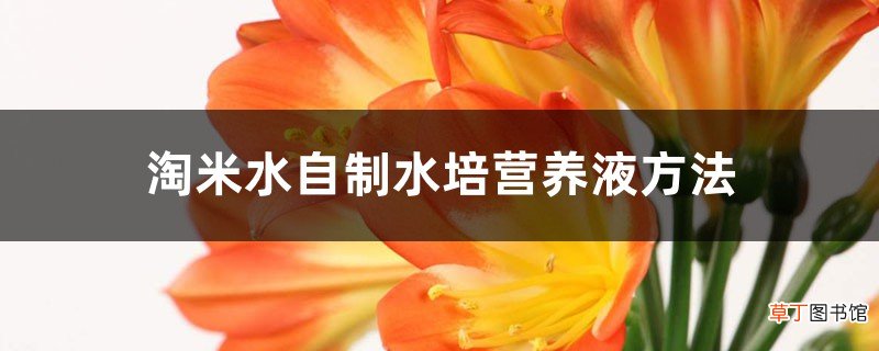 淘米水自制水培营养液，绿萝吊兰君子兰……常见花卉都能用！