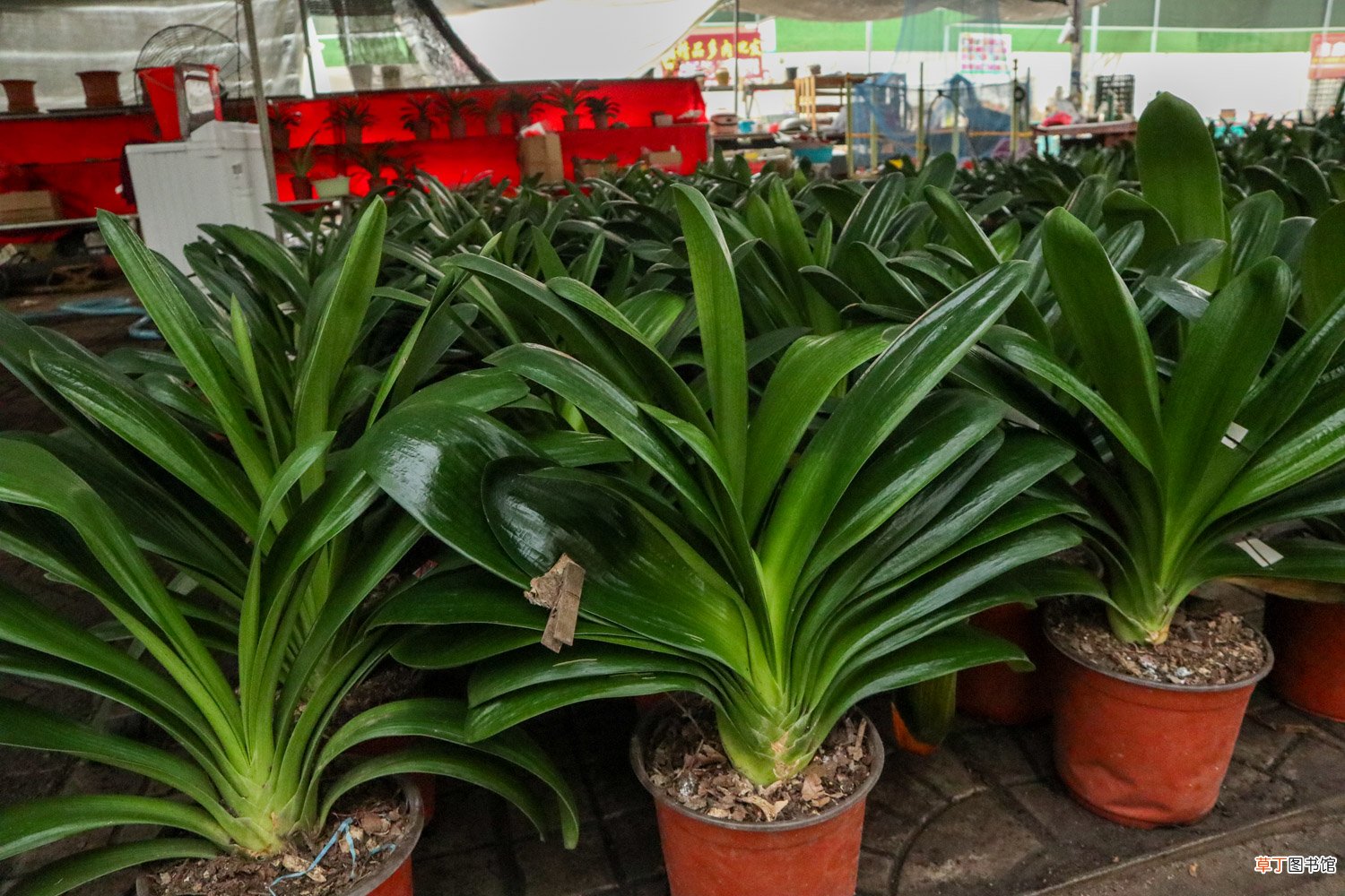 淘米水自制水培营养液，绿萝吊兰君子兰……常见花卉都能用！