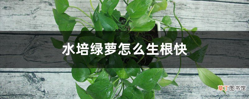 水培绿萝怎么生根快，不生根怎么办？