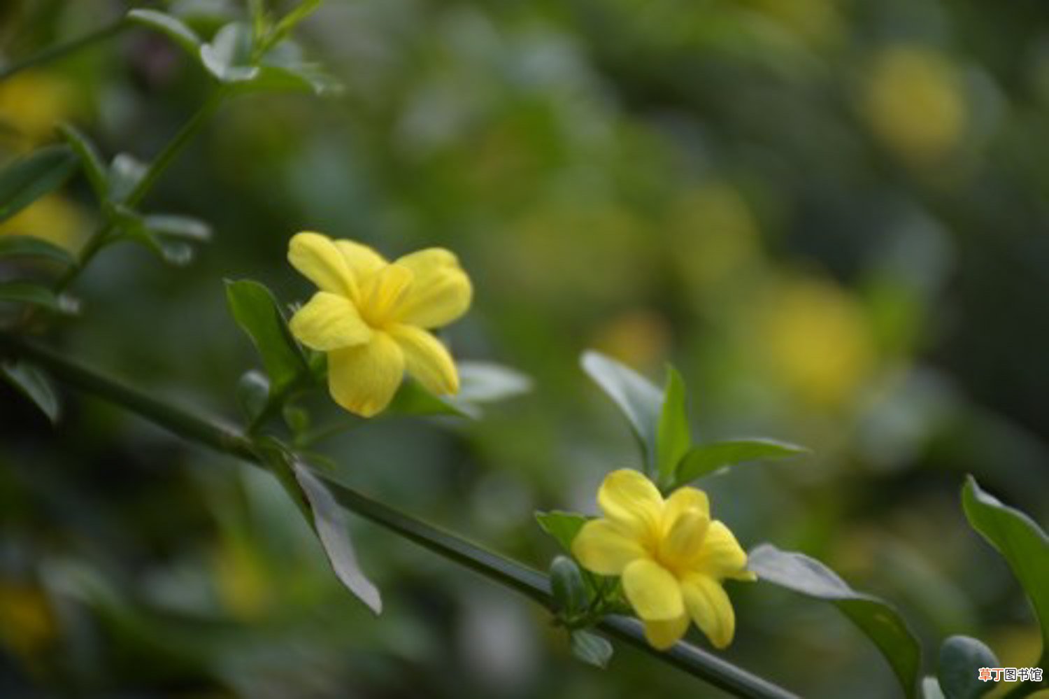 迎春花用什么土好