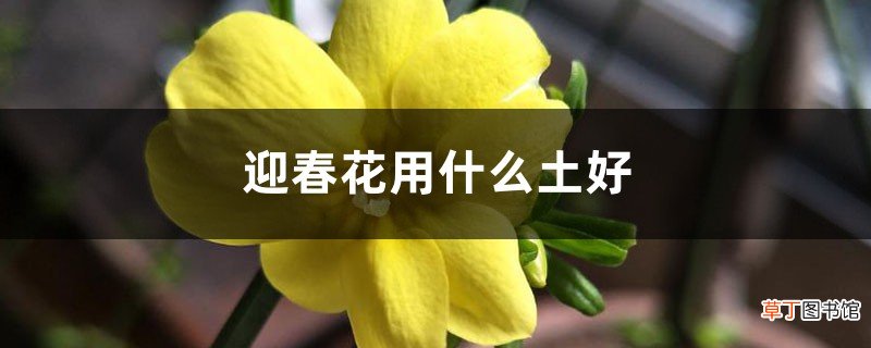 迎春花用什么土好