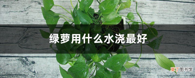 绿萝用什么水浇最好