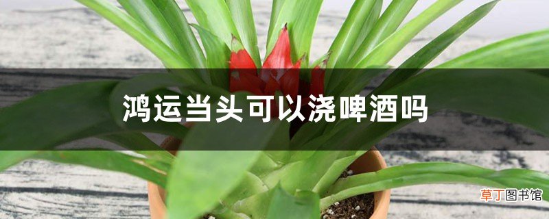 鸿运当头可以浇啤酒吗