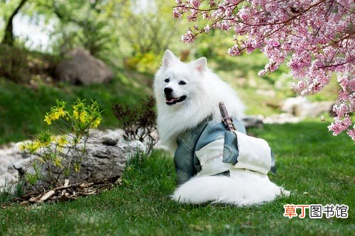 梦见小狗咬我的脚什么意思