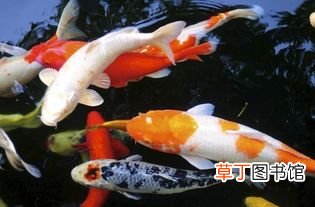 梦见救鱼回水里什么意思