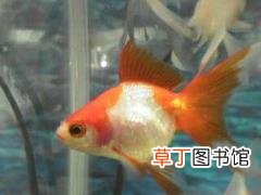 金鱼突然变得亢奋乱游 为什么鱼睡觉时睁着眼睛