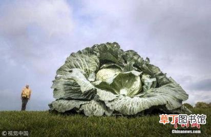 为什么吃菜一直感觉苦的 为什么吃东西是苦的