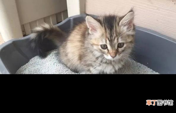 猫和人的缘分是注定的 猫为什么爱干净