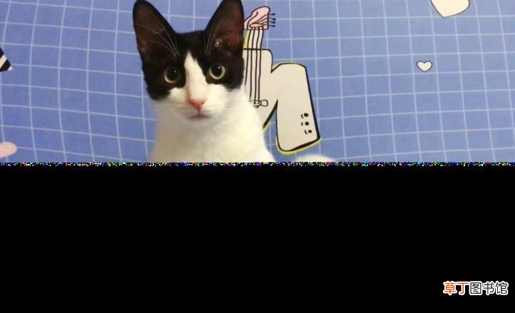 猫和人的缘分是注定的 猫为什么爱干净
