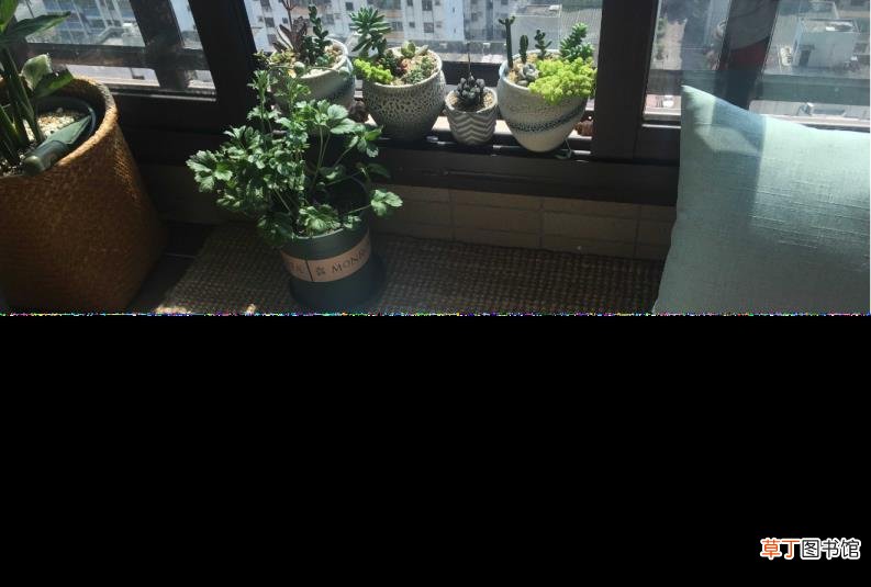 猫和人的缘分是注定的 猫为什么爱干净
