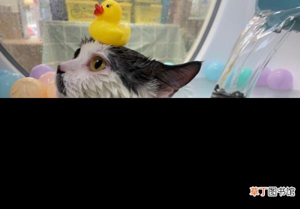 猫和人的缘分是注定的 猫为什么爱干净