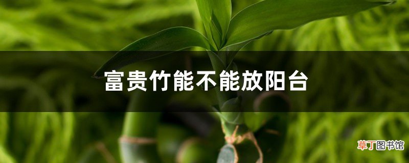 富贵竹总黄叶，是否没放对地方？这2个地方，尽量避开