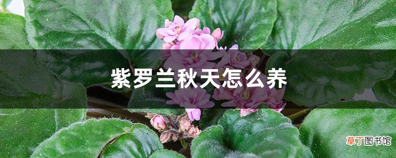 紫罗兰秋天怎么养