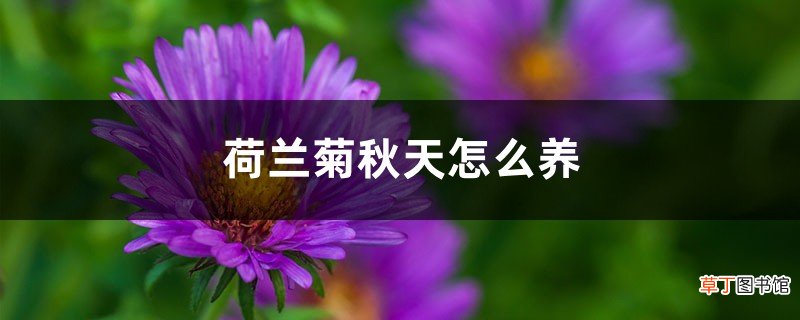 荷兰菊秋天怎么养
