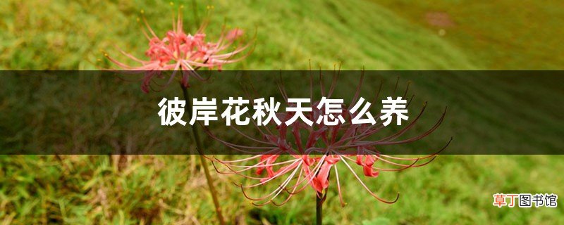 彼岸花秋天怎么养