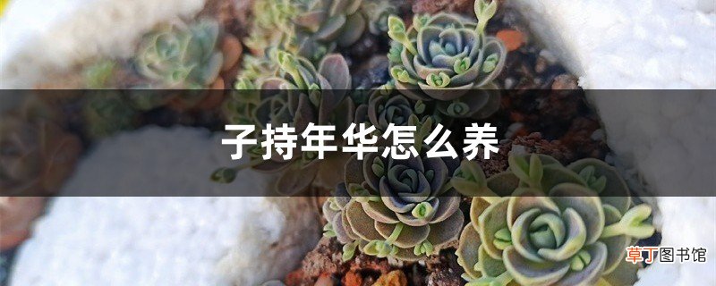 子持年华怎么养