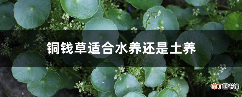 铜钱草水养还是土养好