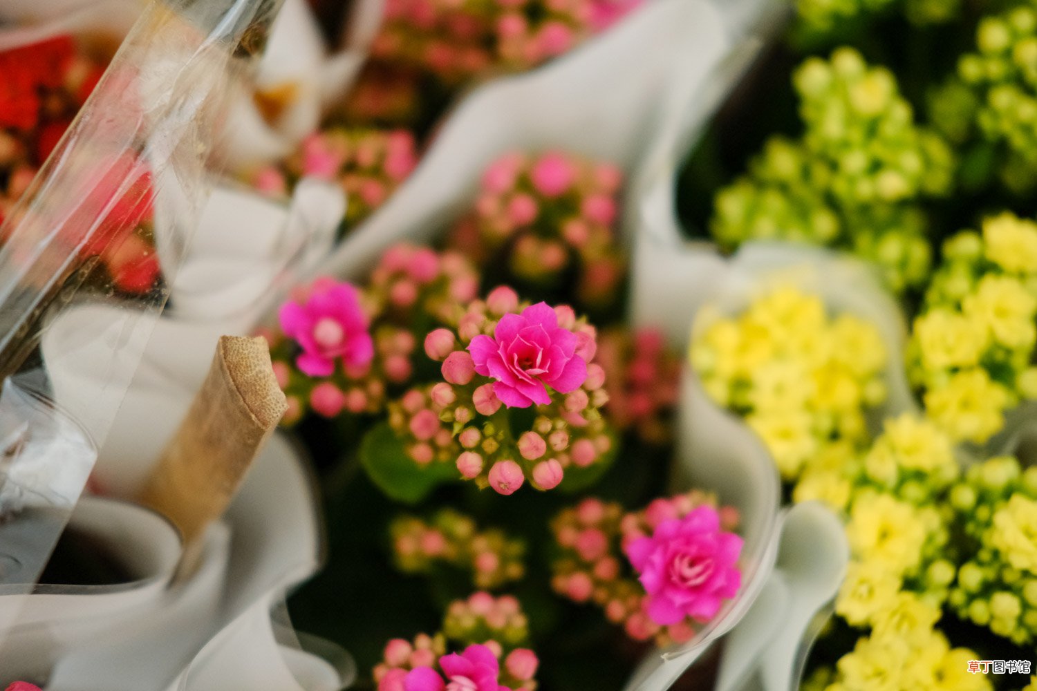 长寿花怎么养