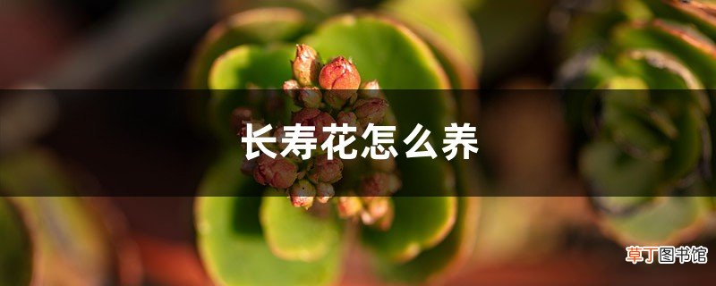 长寿花怎么养