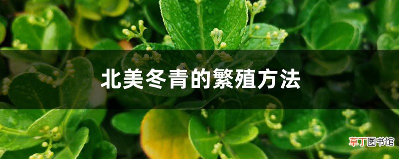 北美冬青的繁殖方法