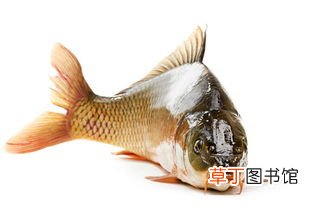 梦见鲤鱼什么意思