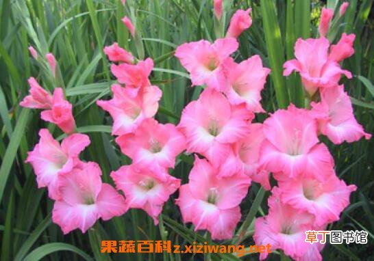 剑兰怎么养 剑兰的养殖方法和注意事项