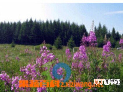 柳兰的功效与作用
