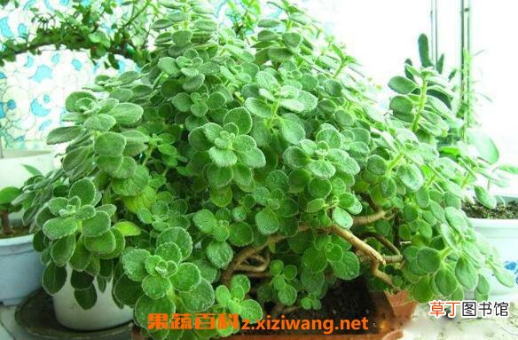 碰碰香怎么养殖 碰碰香的养殖方法
