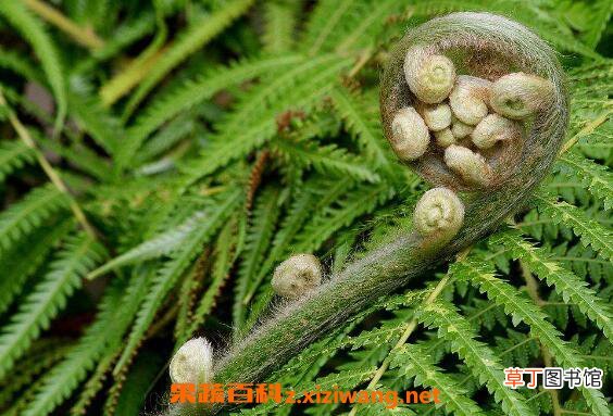 蕨类植物怎么养 蕨类植物的养殖方法和注意事项