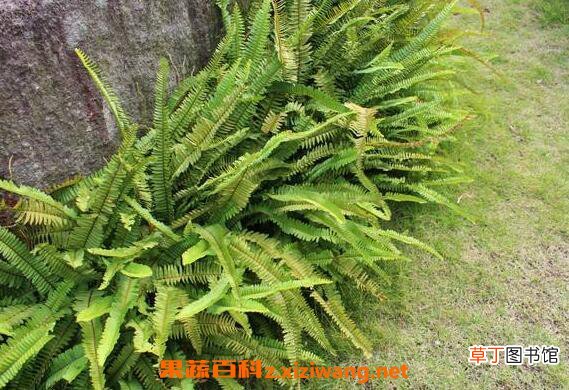 蕨类植物怎么养 蕨类植物的养殖方法和注意事项