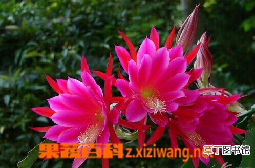 令箭荷花图片,令箭荷花的功效与作用