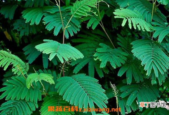 含羞草怎么养 含羞草的养殖方法和注意事项