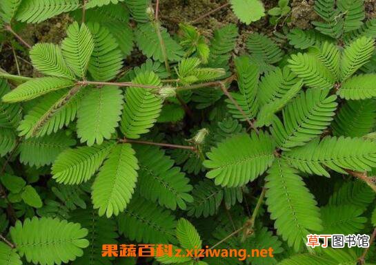 含羞草怎么养 含羞草的养殖方法和注意事项