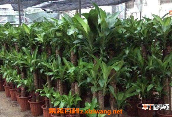 巴西木怎么养 巴西木的养殖方法和注意事项