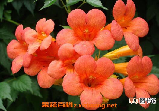 凌霄花的功效与作用 凌霄花的养殖方法