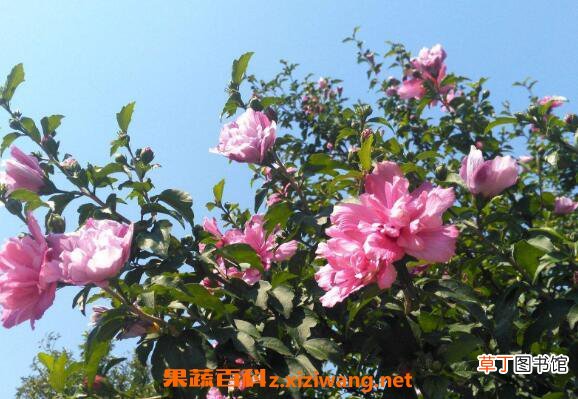 木槿花的功效与作用 木槿花怎么吃